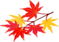fiori-autunno-acero-giapponese